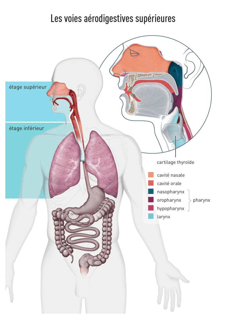 Conférence sur les cancers des voies aérodigestives supérieures (VADS) le 02/04/2024 à 20h00 - Caen